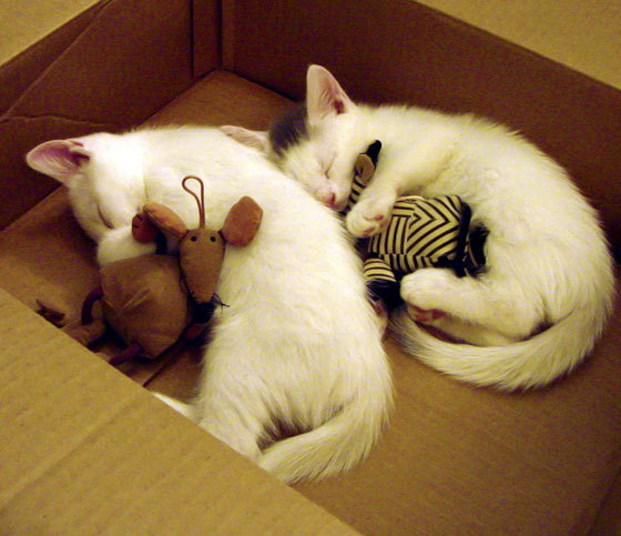 雷霆新星切特刷新纪录，火箭窒息防守锁死对手